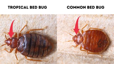 are there bugs similar to bedbugs